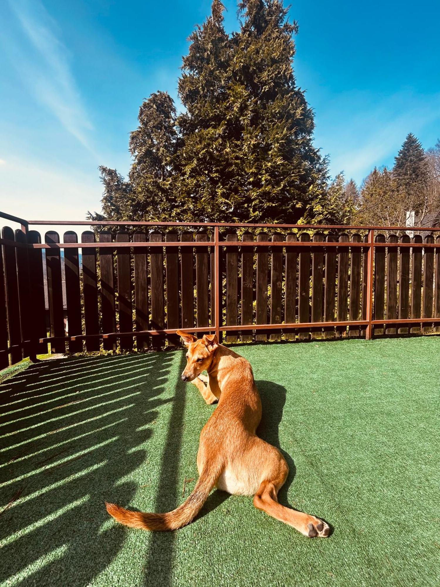 Willa Karolinka Stroza - Pet Friendly Myślenice Eksteriør bilde